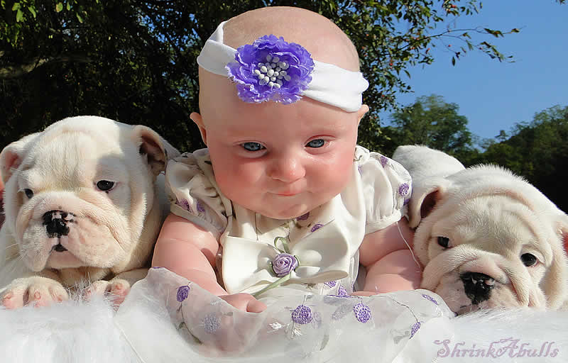 english bulldog puppies cute baby